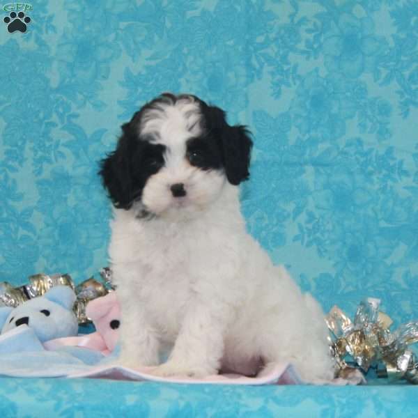 Krissy, Shih-Poo Puppy